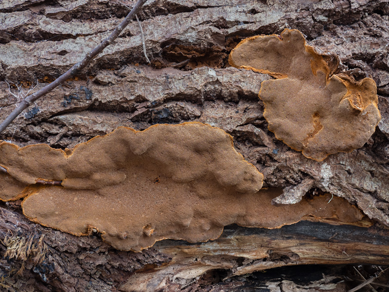 Phellinus conchatus Phellinus conchatus